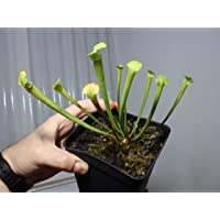 Los mejores  - Sarracenia Tigo hibrido planta carnivora